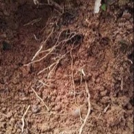 仲禧科技：秋施基肥挖断根，返老还童莫担心